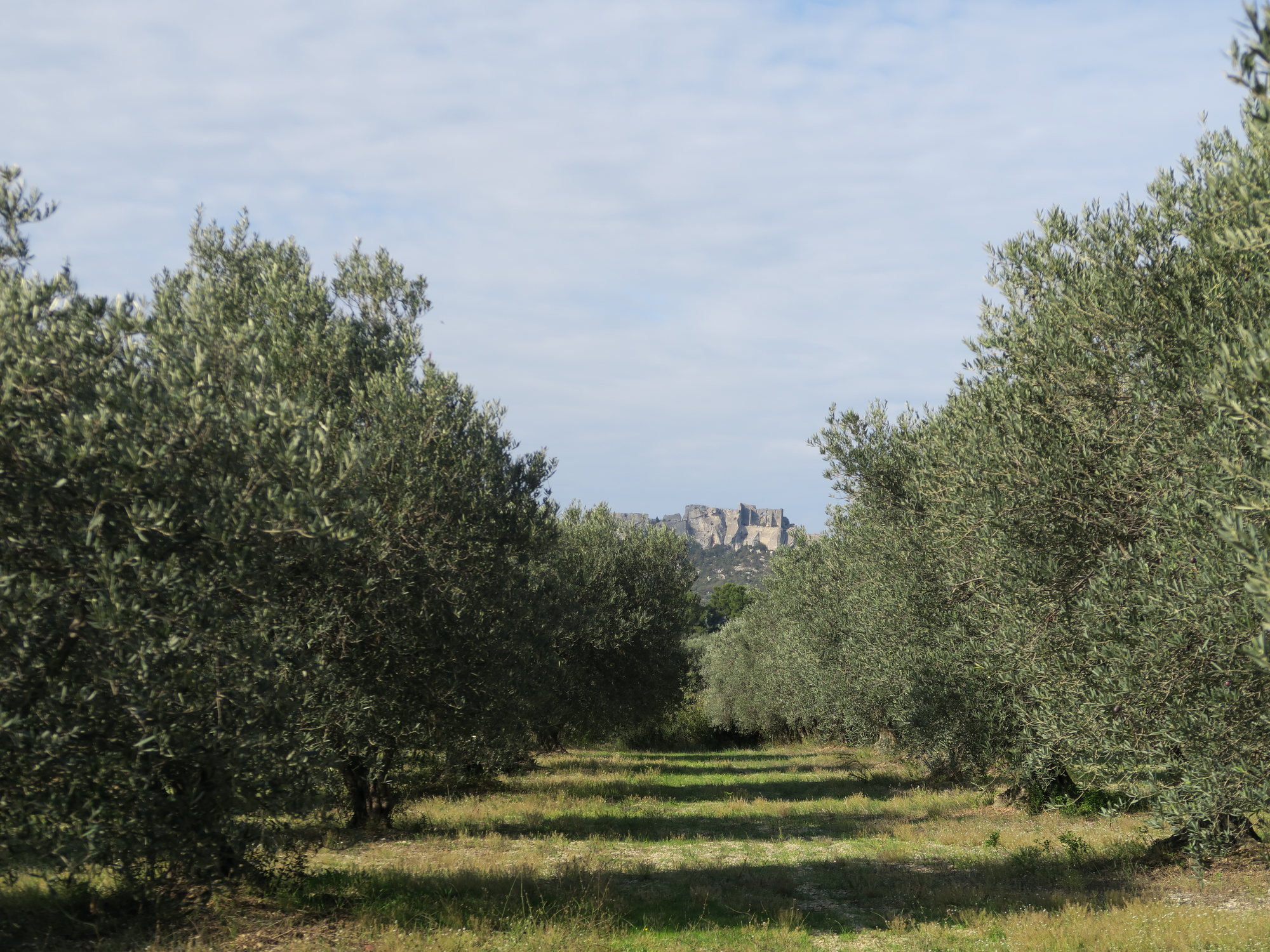 Les Baux-de-Provence olive groves